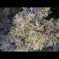 Juniperus chinensis cv Aurea (fam Cupressacees) (4)